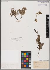 Foto von Salix aurita L.